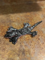 Black and Silver Patterned Sandbag Gecko with Pink Underside