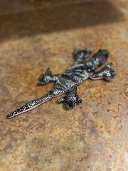 Black and Silver Patterned Sandbag Gecko with Pink Underside