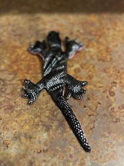 Black and Silver Patterned Sandbag Gecko with Pink Underside