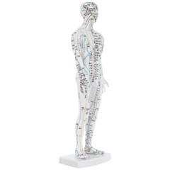 Traditional Chinese Medicine Meridian Model Acupuncture Doll Display