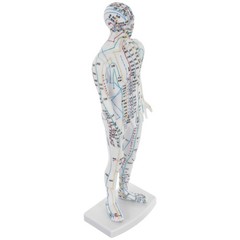 Traditional Chinese Medicine Meridian Model Acupoint Learning Display