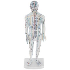 Traditional Chinese Medicine Meridian Model Acupuncture Doll Training