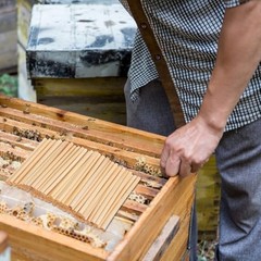 Natural Reed Bee Tubes 100 Pack 5.90 Inch Mason Bee House Tubes for